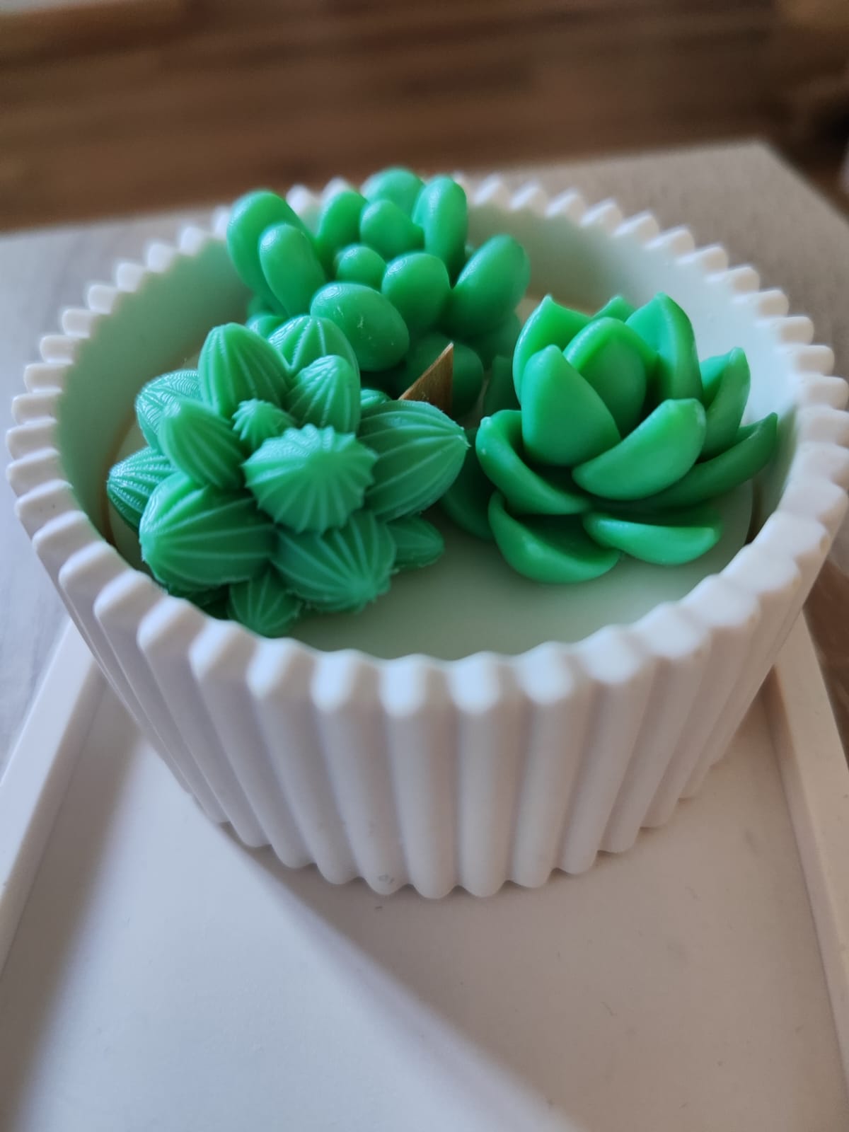 Jardim de suculentas 